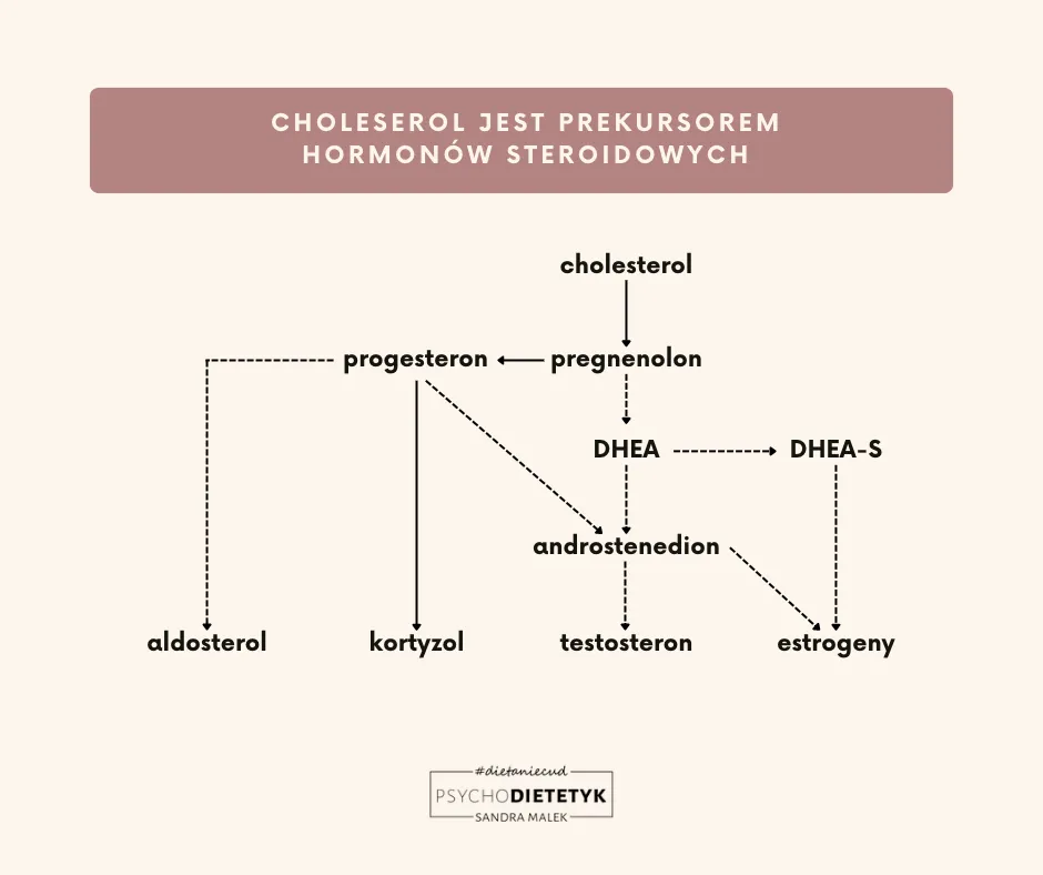 Cholesterol jako prekursor hormonów steroidowych - wykres